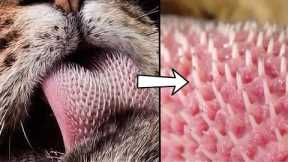 This Animal's Tongue Can Rip Your Skin Off