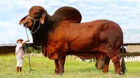 The Biggest Bulls in the World