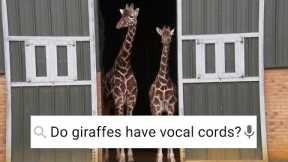 How Do Giraffes MATE! ﻿| Weird Animal Searches | BBC Earth