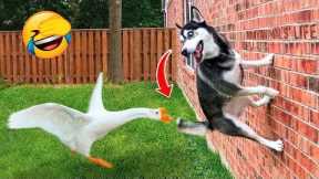 Funny Dog Reacts To Seeing A Duck For The First Time | Pets Town