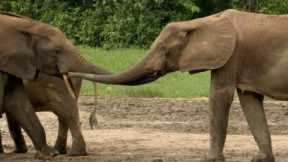 Elephant Family Reunion | Natural World: Forest Elephants | BBC Earth