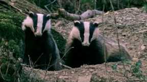 It's a Badger Brawl | Natural World : Badgers Secrets Of The Sett | BBC Earth