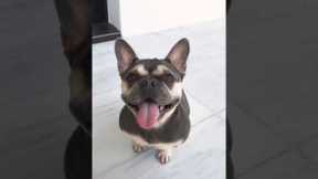 How I Named My Dog 🐶❤️ #shorts #pets #frenchie #puppy