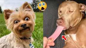 Hilarious Dog Reactions - Weird Tongue Moments | Pets Town