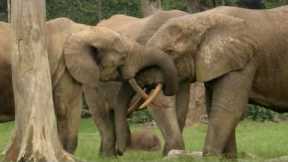 The Bull Elephant Playground | Natural World: Forest Elephants | BBC Earth