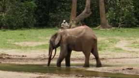 Protecting The Elephant Way Of Life | Natural World: Forest Elephants