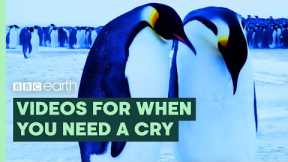 For When you Need a Good Cry | BBC Earth