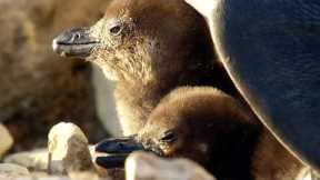 Rescuing Penguin Chicks In South Africa | BBC Earth Witness | BBC Earth