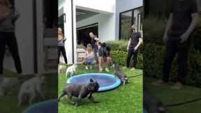 My Epic Dog Party! All Frenchies! 🐶 #shorts #dog #frenchie #party