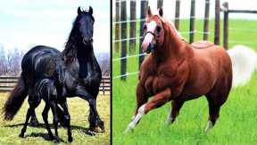 20 Most Powerful Horse Breeds in the World