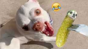 Hey! You Wanna Bite It - Funny Dog Reaction To Food| Pets Town