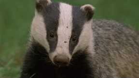 Underground Labyrinth Of Badgers | Natural World: Badgers Secrets Of The Sett | BBC Earth