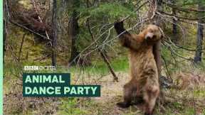 Boogie at an Animal Dance Party | BBC Earth
