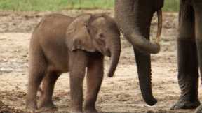 Lost Elephant Calf Cries Out For Mother | Natural World: Forest elephants | BBC Earth