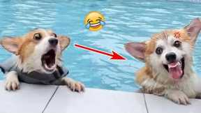The Funniest and Most Obedient Dogs You'll Ever See! | Pets Town