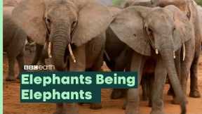 Elephants Being Elephants I BBC Earth