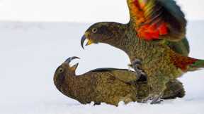 Meat-Eating Alpine Parrots | Frozen Planet II | BBC Earth