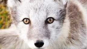 Saving the Arctic Fox | BBC Earth Witness | BBC Earth