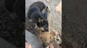 Dog bites angry lice#shorts