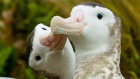 Male albatrosses pair for life | Frozen Planet II | BBC Earth