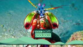 Are Superpowers Inspired By Animals ? | BBC Earth Podcast Full Episode | BBC Earth