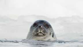 Harp Seal Pups are Losing their Homes I Our Frozen Planet I BBC Earth