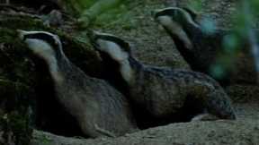 Cute Badgers Shelter from Fireworks I Natural World: Badgers Secrets Of The Sett | BBC Earth