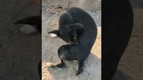 Dog bites lice in the groin#shorts