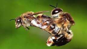 Here Is Why Bees Die After Doing This !