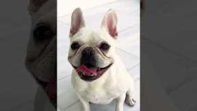 How I Named My Dog 🐶❤️ #shorts #pets #frenchie #puppy #adorable #cute #dog