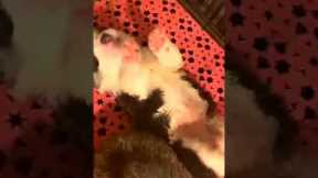 Dogs funny videos#shorts