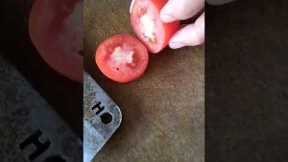 Cut mini tomatoes#shorts