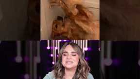 CUTEST Animals on TikTok! 🐶 #shorts #cute #adorable #satisfying #tiktok #reaction #funny #comedy