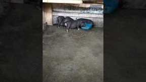 4 cute pigs#shorts