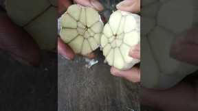Garlic cutting#shorts