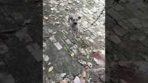 疥癬のかわいそうな犬#shorts