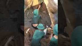 fish falls off head/fish king#shorts