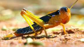 Locust Plague Devours 40,000 Tonnes of Vegetation | Earth's Tropical Islands | BBC Earth