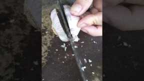 Cut the garlic in half#shorts