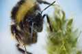 Are Arctic Bees in Trouble? I Our