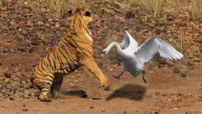 This Fearless Bird Attacked A Tiger