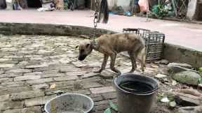 Tội nghiệp chú chó bị ghẻ - Poor dog with scabies