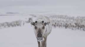 Is There Hope for Reindeer in a Warming Arctic? | Our Frozen Planet | BBC Earth