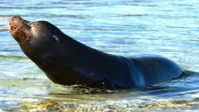 Sea Lions vs Galapagos Sharks Hunting Brawl I Blue Planet II I BBC Earth