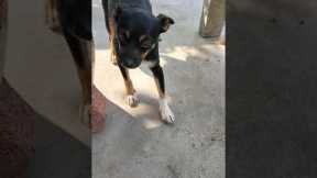 Dog cute#shorts