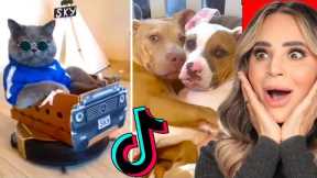 Cute Animals on TikTok That Will Make You Laugh