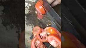 cut tomatoes#shorts