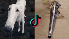 Didn't I Do It For You: Viral Borzoi Memes On Tiktok| Pets Town