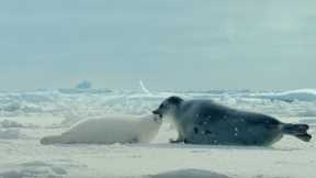 Arctic: Our Frozen Planet Trailer | BBC Earth