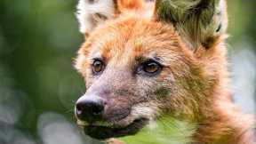 Wild Dog's Unlikely Friendship | Dogs In The Wild: Meet The Family | BBC Earth